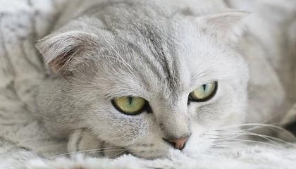 KAIYUN 中国大陆-Chinese Taipei的努力与拼搏：2024年世界杯全程回顾，2024年世界杯在哪个国家举行