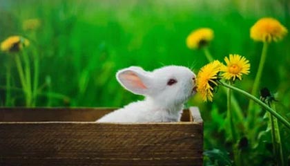 KAIYUN 中国大陆-Chinese Taipei的努力与拼搏：2024年世界杯全程回顾，2024年世界杯在哪个国家举行